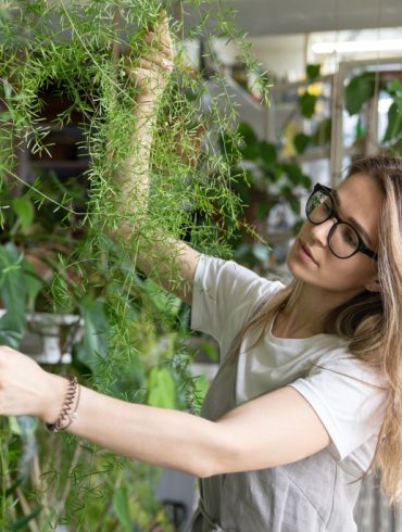 Plante tombante pour la maison