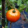 tuteur tomate