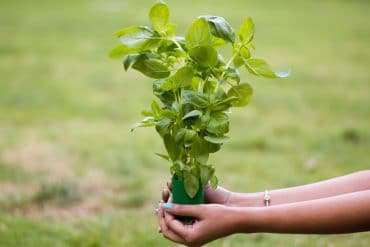 plante grimpante