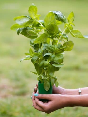 plante grimpante