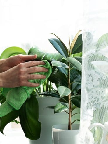 plante grimpante