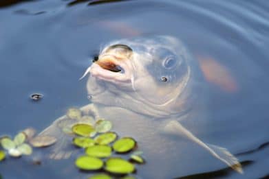Comment construire et aménager un bassin pour carpes koi ?
