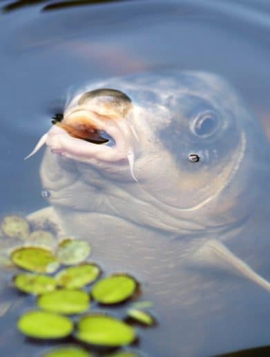 Comment construire et aménager un bassin pour carpes koi ?
