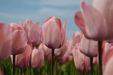 fleuriste en ligne