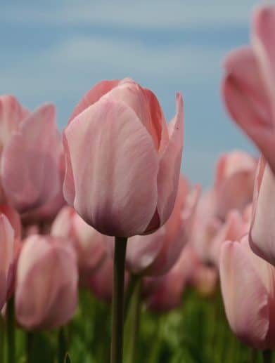 fleuriste en ligne