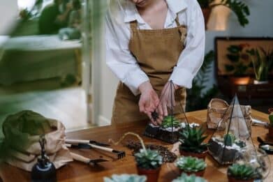 terrarium plante grasse