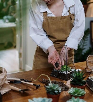 terrarium plante grasse