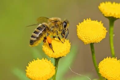 reine abeilles elevage