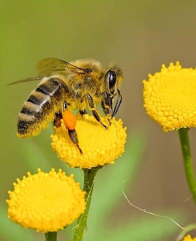 reine abeilles elevage