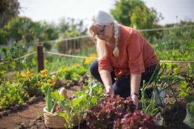 potager urbain