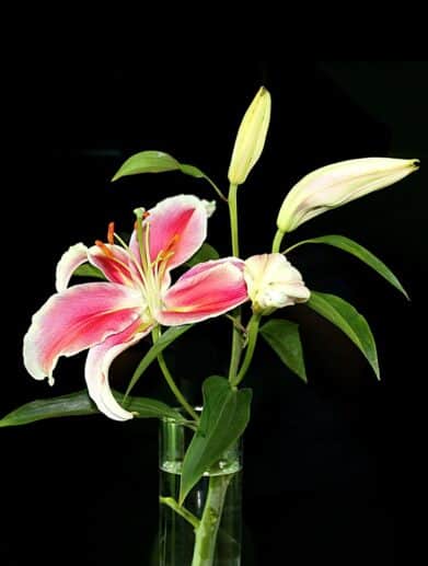 bulbes à fleurs