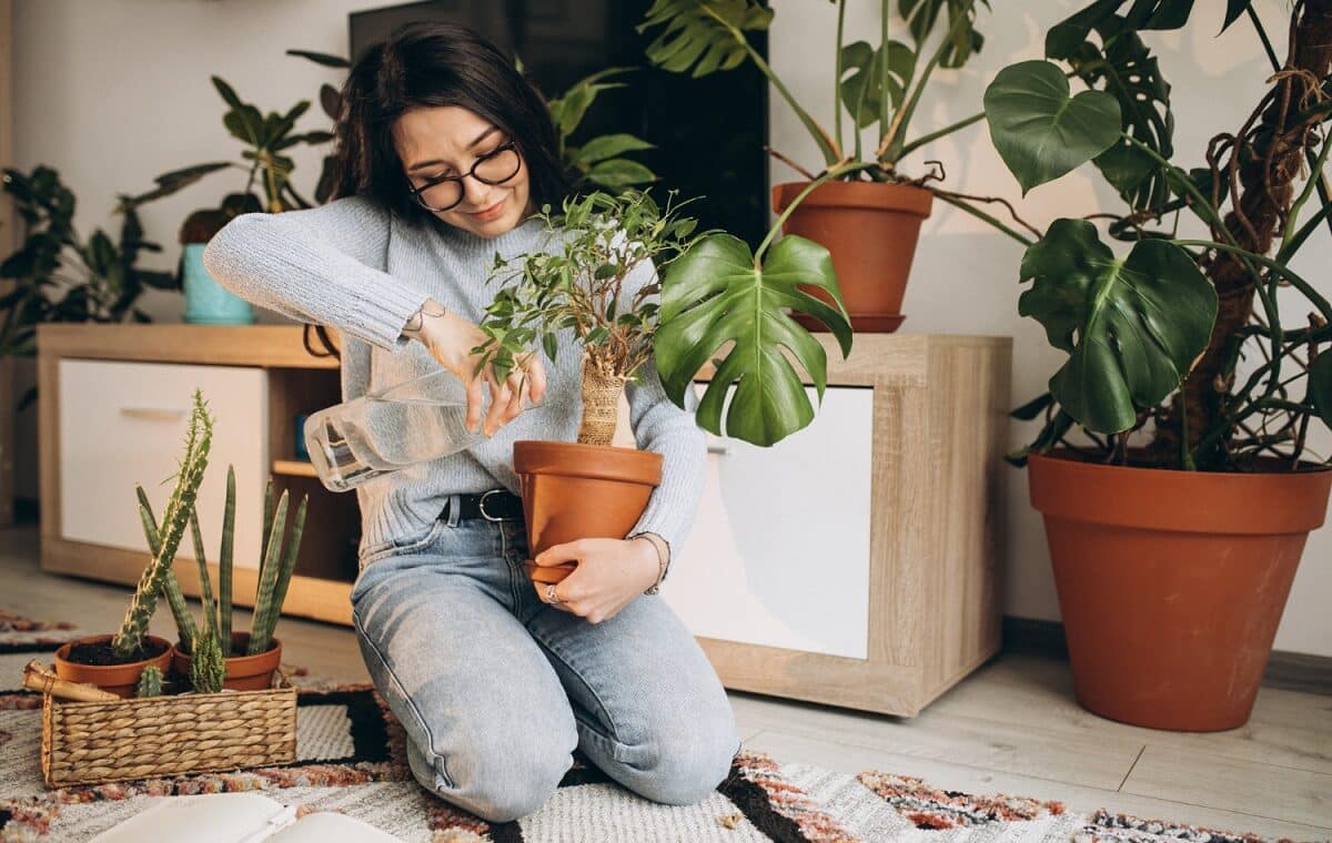 Plantes Vertes pour purifier l'air intérieur
