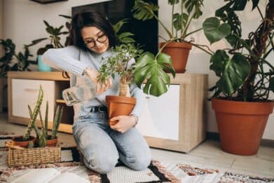 Plantes Vertes pour purifier l'air intérieur