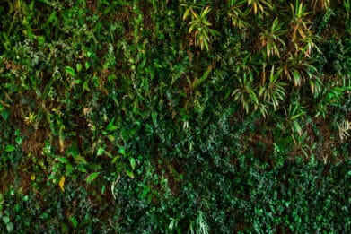 mur vegetal