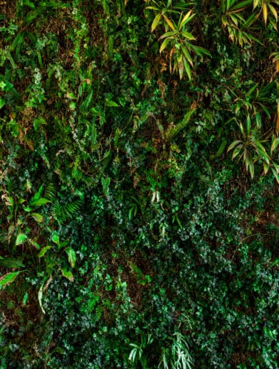 mur vegetal